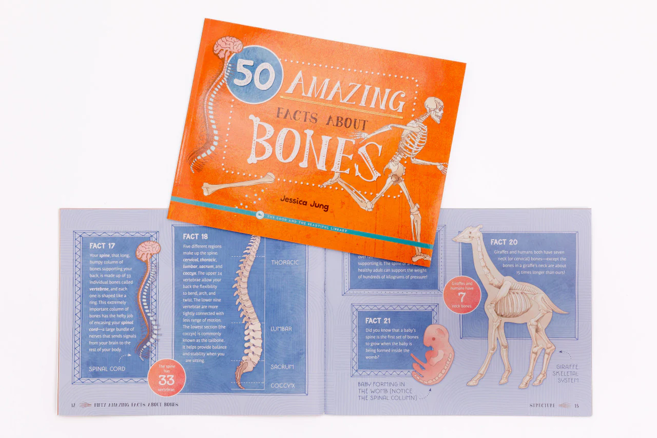 50 Amazing Facts About Bones: by Jessica Jung - Image 3
