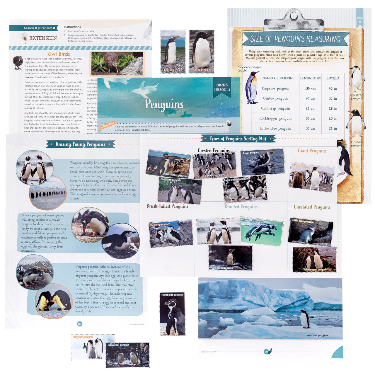 Birds: Course Book: One Per Family - Image 13