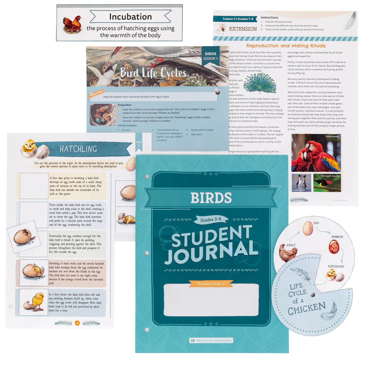 Birds: Course Book: One Per Family - Image 15