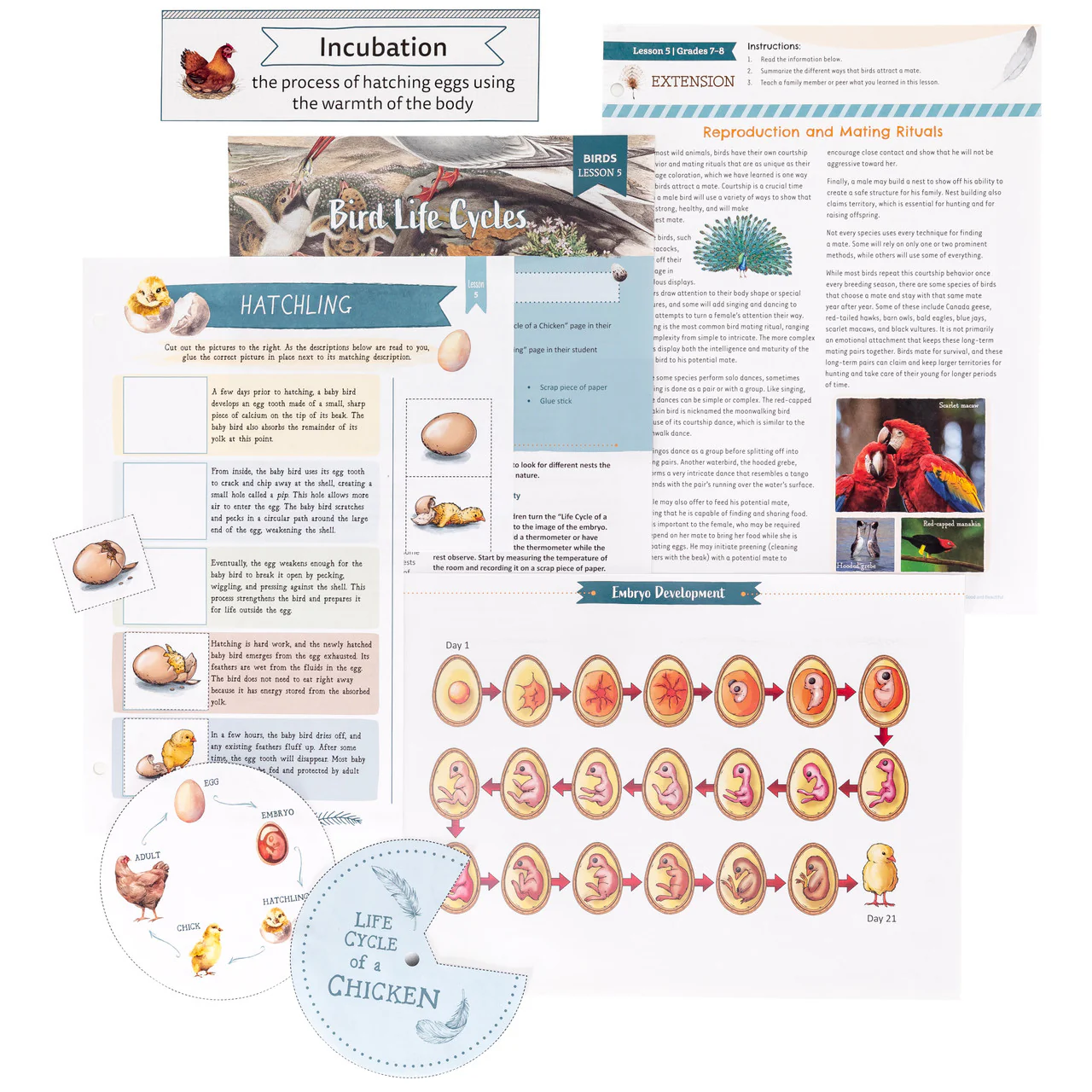 Birds: Course Book: One Per Family - Image 17