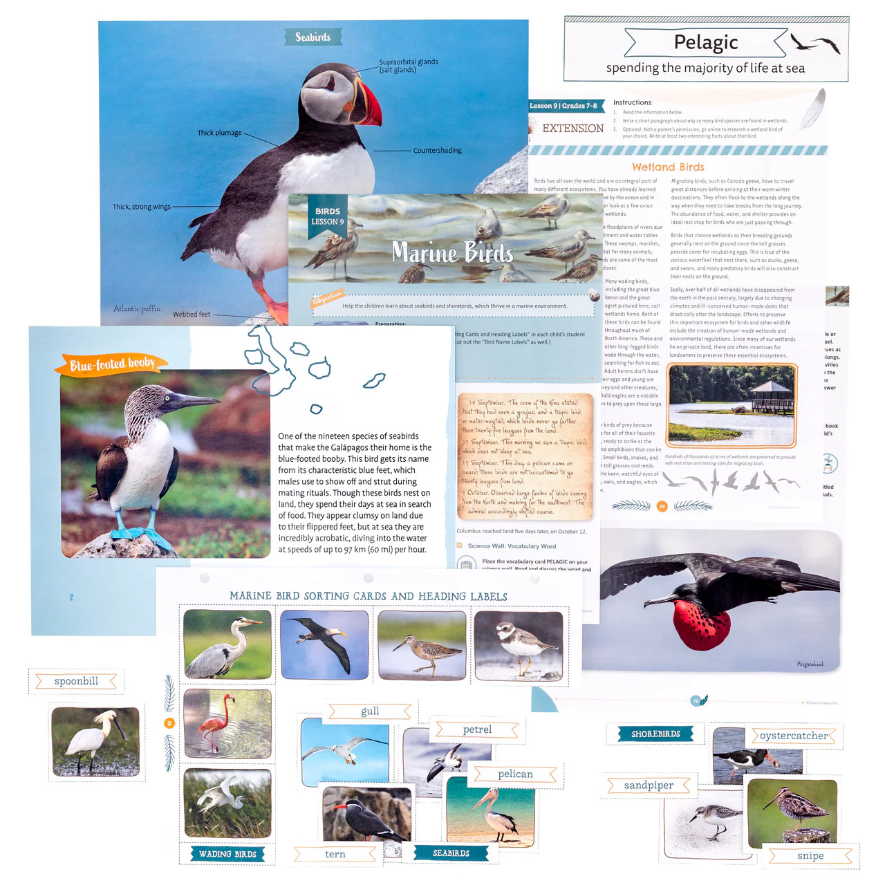 Birds: Course Book: One Per Family - Image 18