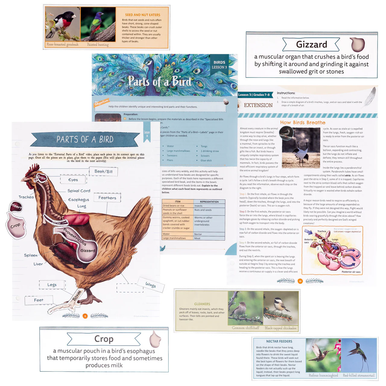 Birds: Course Book: One Per Family - Image 9
