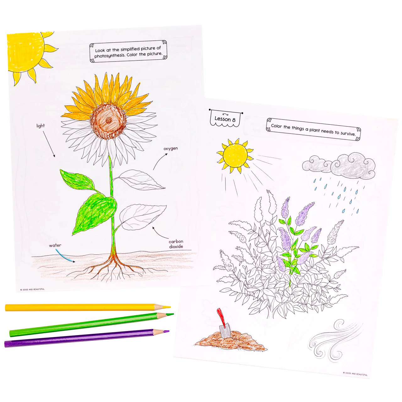Botany: Science Activity Book - Image 3