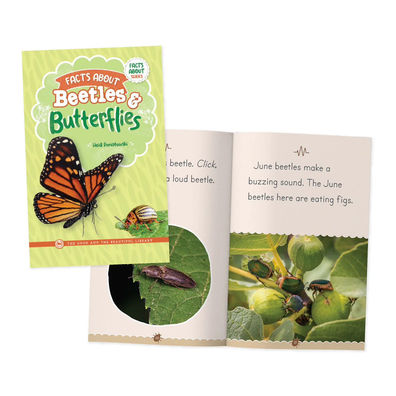 Facts About Beetles & Butterflies - Image 3