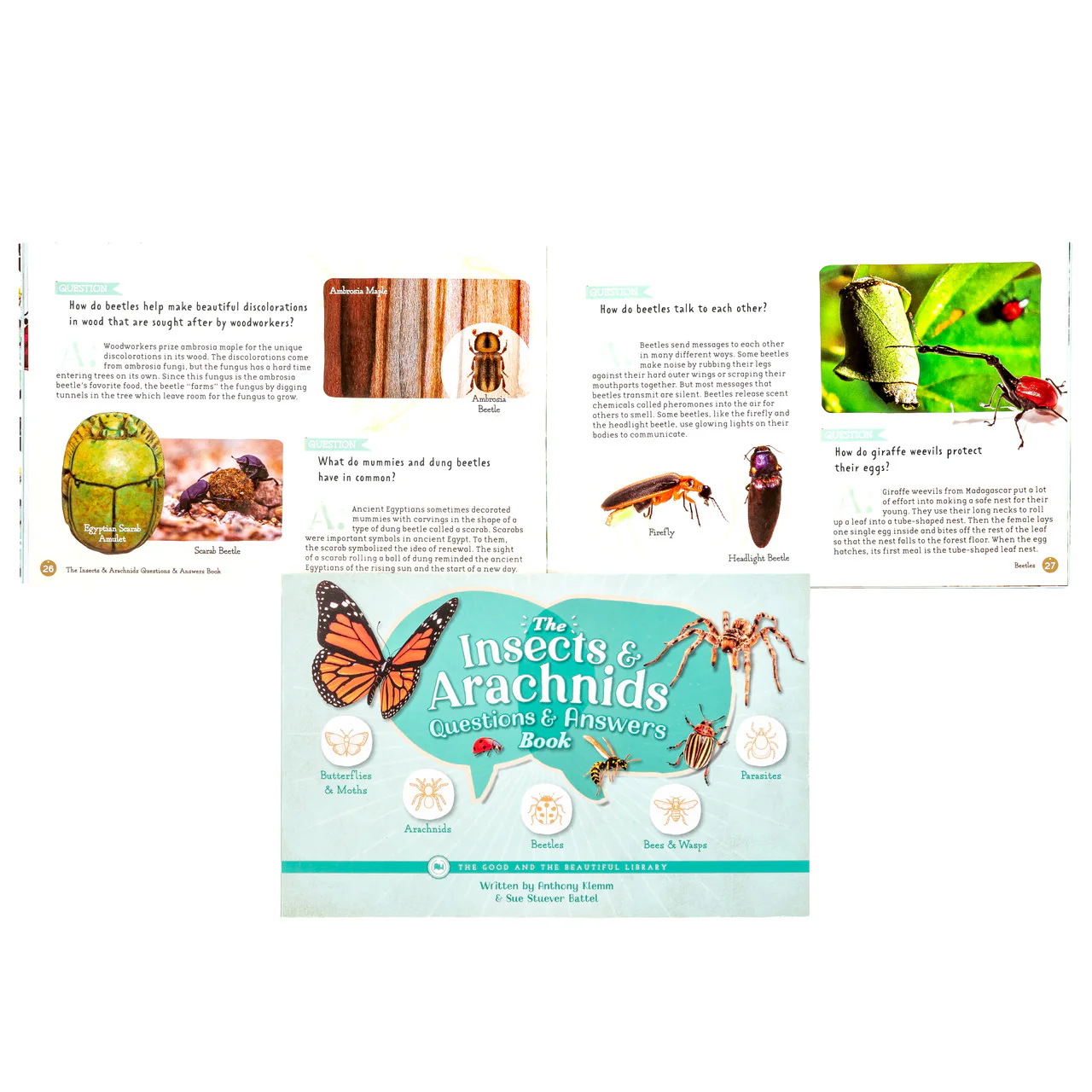 The Insects and Arachnids Questions & Answers Book: by Anthony Klemm and Sue Stuever Battel - Image 2